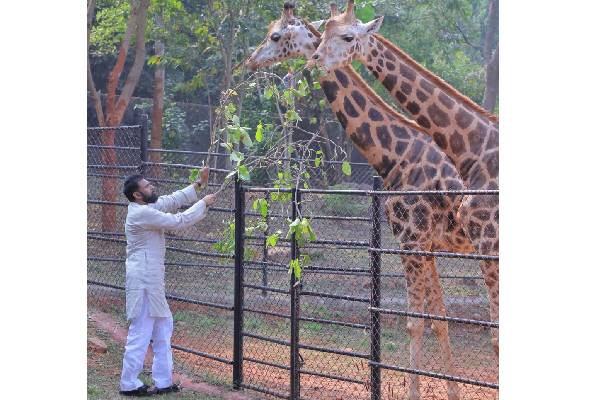 జిరాఫీలను దత్తత తీసుకున్న పవన్ కల్యాణ్