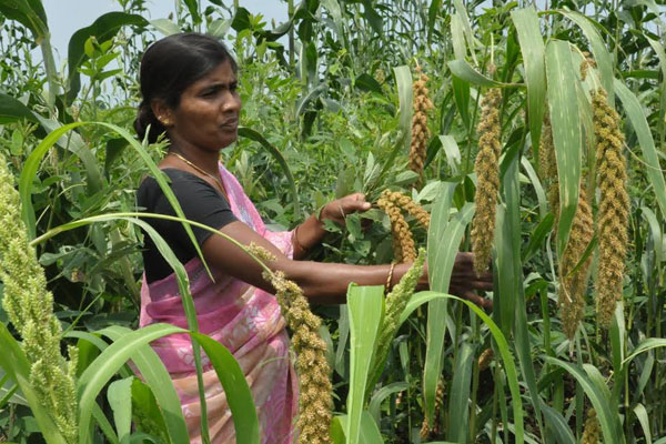 Millet Telangana : Solution to Farmers’ Suicides