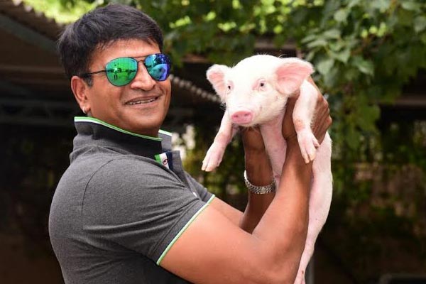 Ravi Babu's piglet movie titled as Adhugo, Ravi babu movie on pig