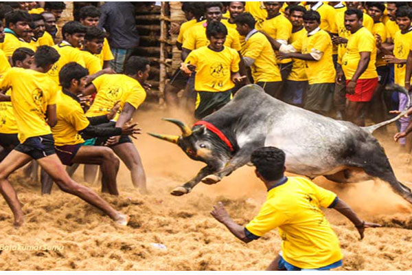 Animal fights this Sankranti: Is this cultural symbol?