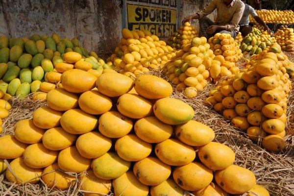 Andhra Pradesh's Banganapalle Mango Gets Geographical Indication 
