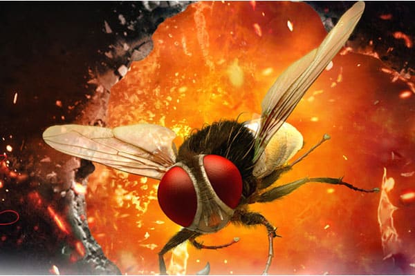 Rajamouli’s Eega to be adapted as a TV series