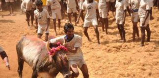 Three Jallikattu spectators die in Tamil Nadu