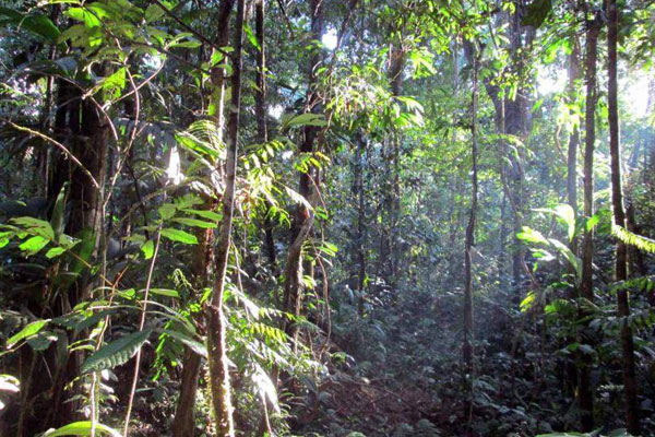 Rain-Forest