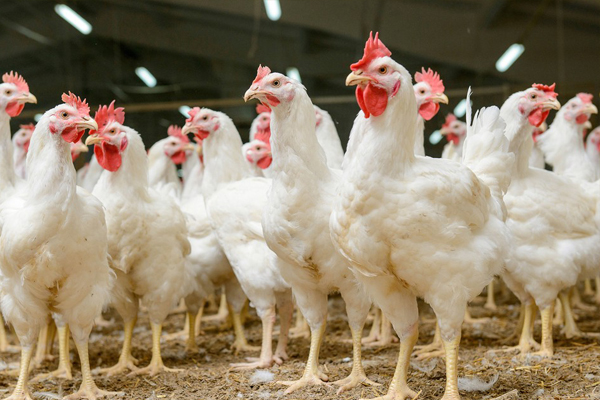 Andhra, Telangana get notice over killing chickens