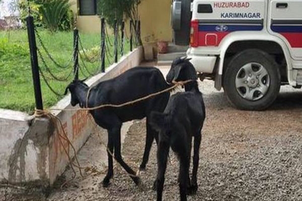 Two goats 'arrested' in Telangana for grazing on saplings