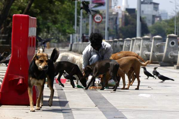 COVID-19: Hyd’bad students turn lifesavers for campus strays, wildlife