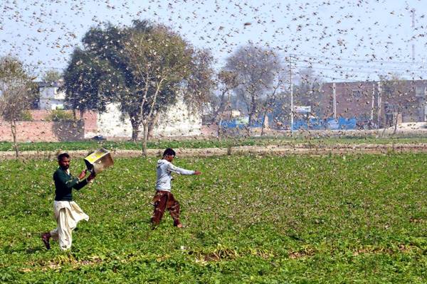 Telangana on high alert over possible locust attack