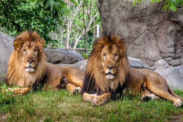 8 lions test Covid +ve at Zoo Park Hyderabad