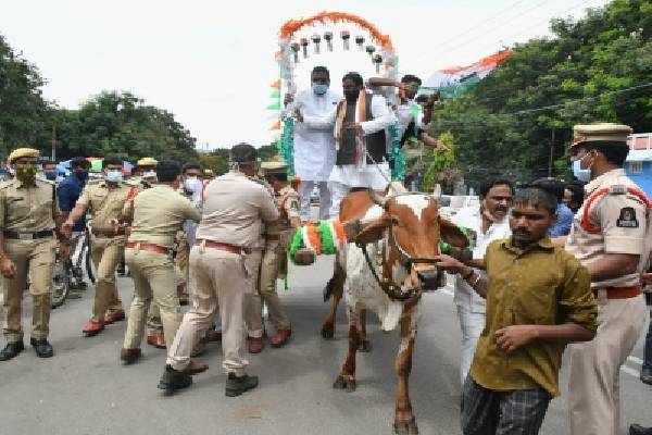 Telangana Cong leader falls off bullock cart during protest