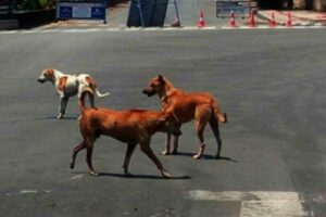 Stray Dogs case : Supreme Court modifies its earlier order