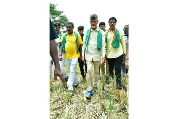 Why Govt till now not officially declared crop loss in untimely rains, asks Chandrababu