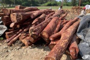 Forest Officials Accused of Disappearing Valuable Red Sandalwood