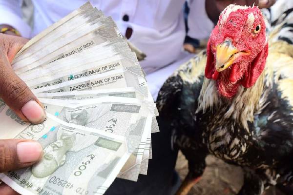 Sankranti 2026: Andhra Pradesh Sees Massive Festive Movement and Economic Activity