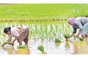 Telangana’s Paddy Problem: Policy Reality vs Political Narrative